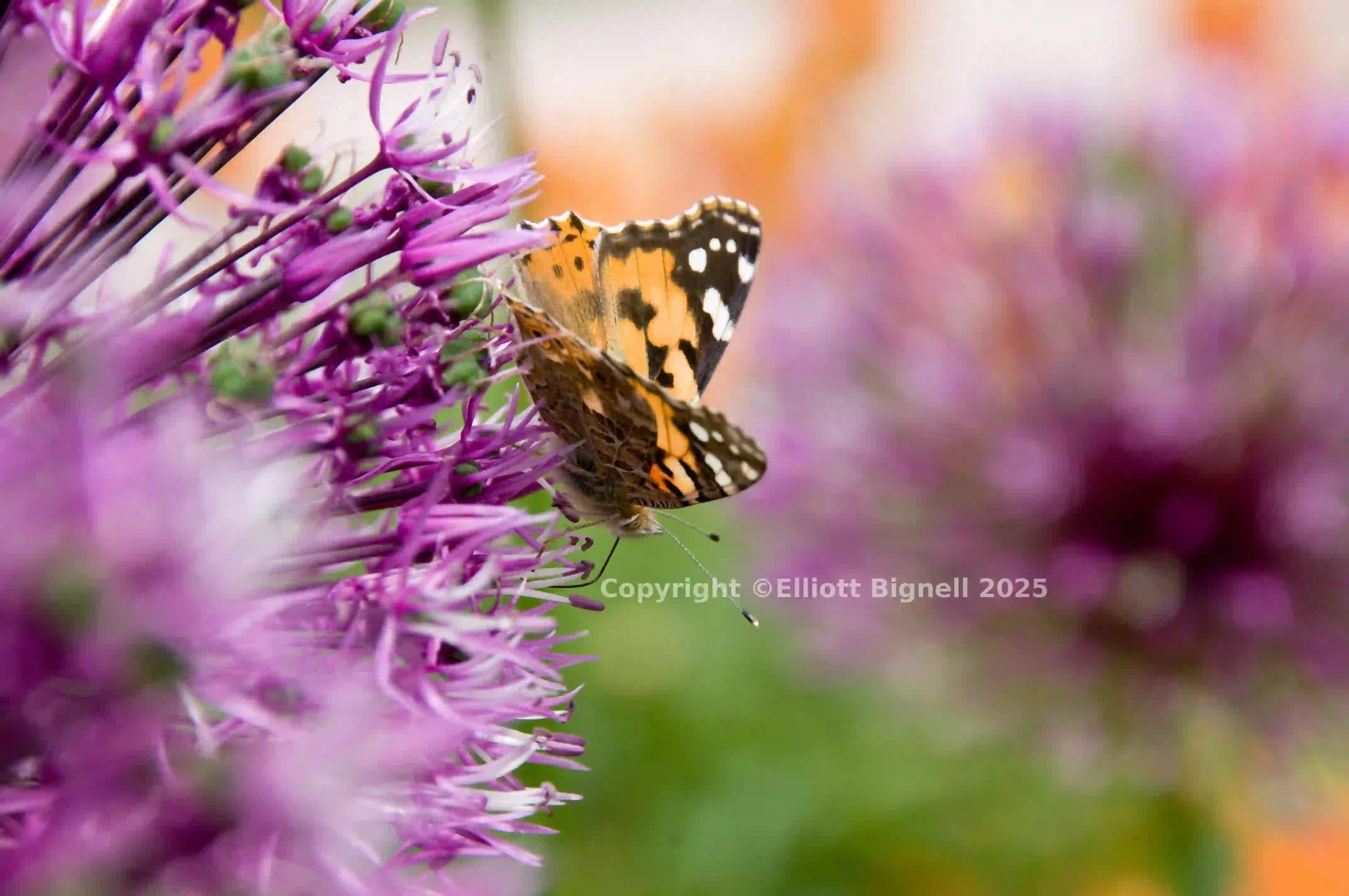 Painted Lady (2).jpg